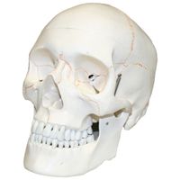 Walter Products 14 x 20 x 16cm Human Skull Model with Blood Vessels