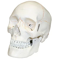 Walter Products 14 x 20 x 16cm Human Skull Model with Blood Vessels