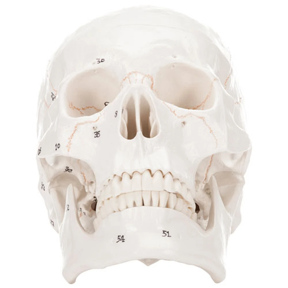 Walter Products 14 x 16 x 20cm Human Skull Model with Numerical Markings - 3 Parts