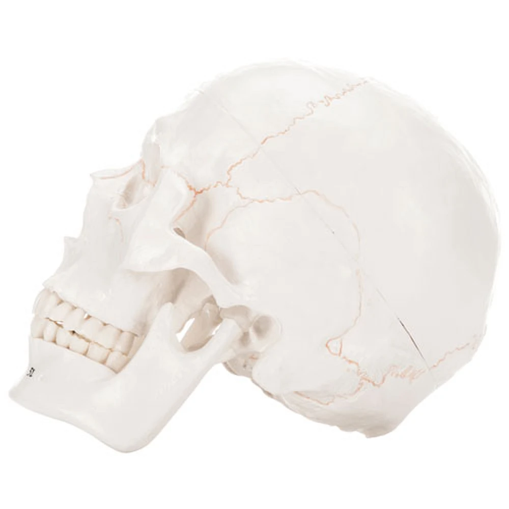 Walter Products 14 x 16 x 20cm Human Skull Model with Numerical Markings - 3 Parts