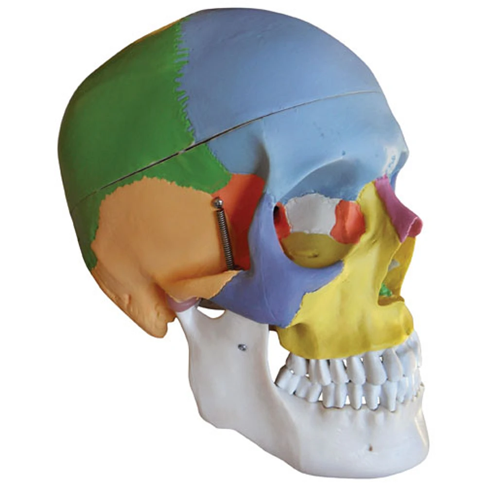 Walter Products 20 x 20 x 14cm Human Skull Model - 22 Coloured Parts