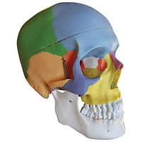 Walter Products 20 x 20 x 14cm Human Skull Model - 22 Coloured Parts