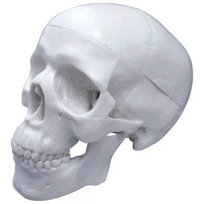 Walter Products 7.5 x 10 x 10cm Human Skull Model - 3 Parts
