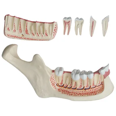 Modèle de mâchoire inférieure de Walter Products