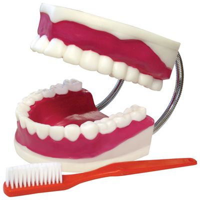 Walter Products Teeth Model with Brush