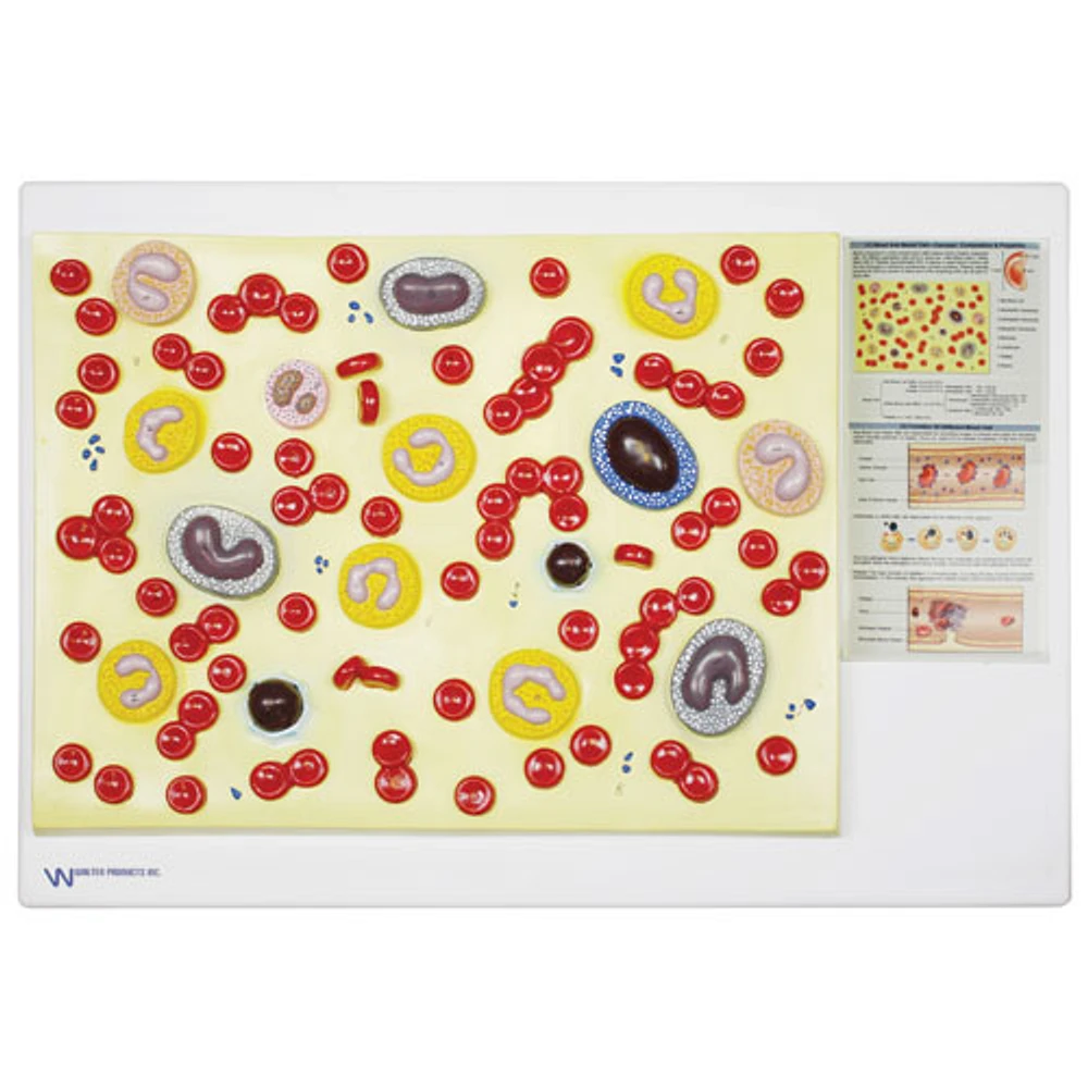 Walter Products Blood Cell Model