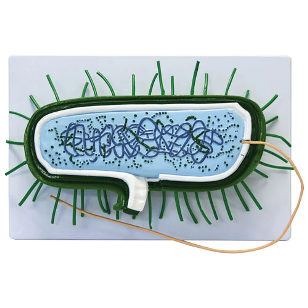 Walter Products Prokaryotic Cell Model