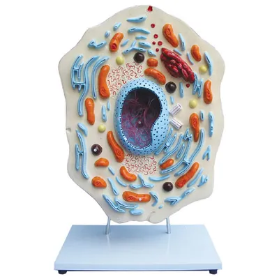 Walter Products Animal Cell Model