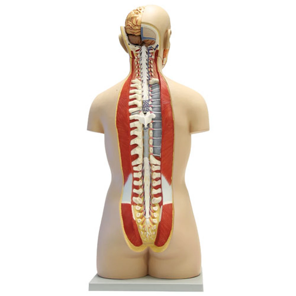 Walter Products Human Torso Model