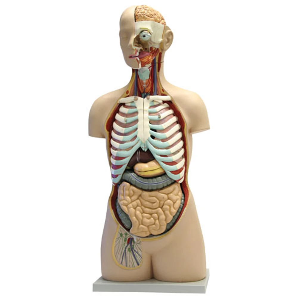 Walter Products Human Torso Model