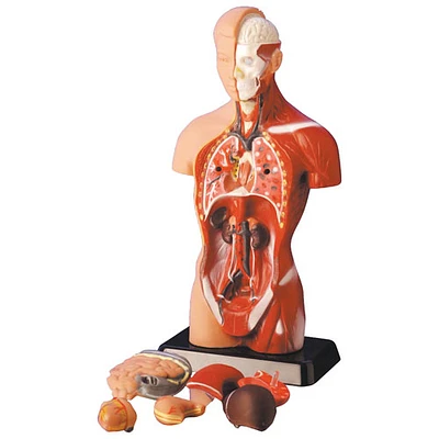 Walter Products Sexless Human Torso Model (B10105)