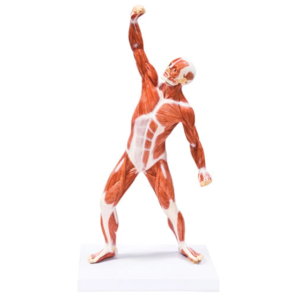 Walter Products 50cm Muscular Figure