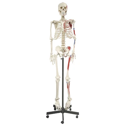 Walter Products Full-Size Human Skeleton Model with Muscle