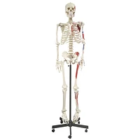 Walter Products Full-Size Human Skeleton Model with Muscle