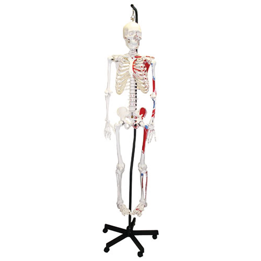 Walter Products Full-Size Human Skeleton Model with Muscles