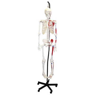 Walter Products Full-Size Human Skeleton Model with Muscles