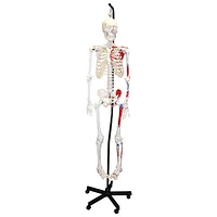 Walter Products Full-Size Human Skeleton Model with Muscles