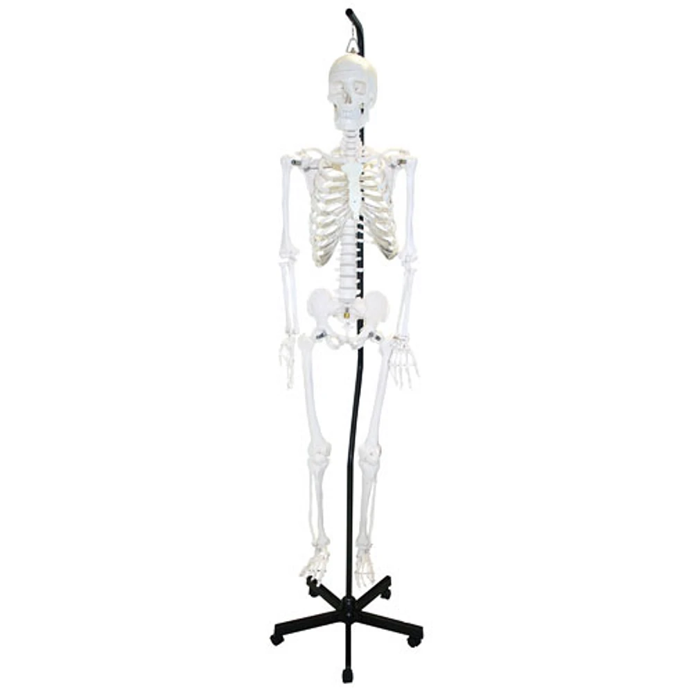 Walter Products Full-Size Human Skeleton Model