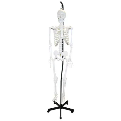 Walter Products Full-Size Human Skeleton Model