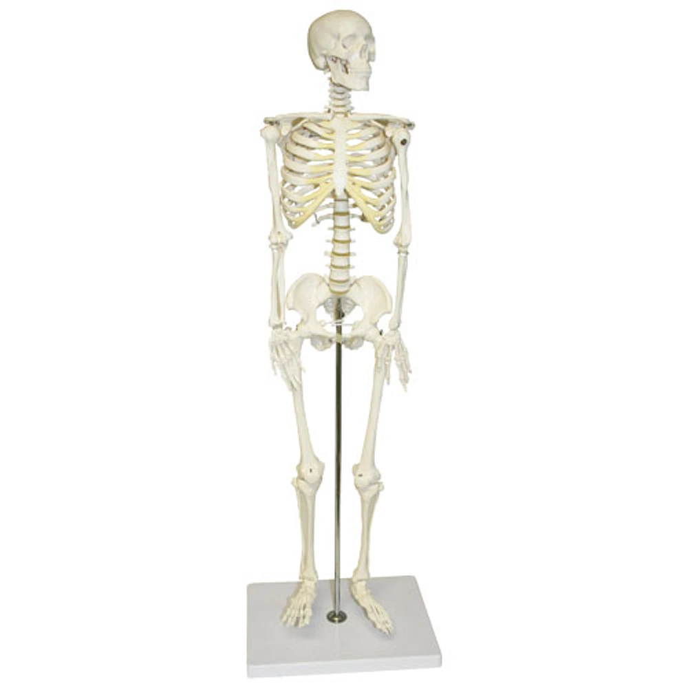 Walter Products Half-Size Human Skeleton Model - 3 Parts