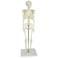 Walter Products Half-Size Human Skeleton Model - 3 Parts