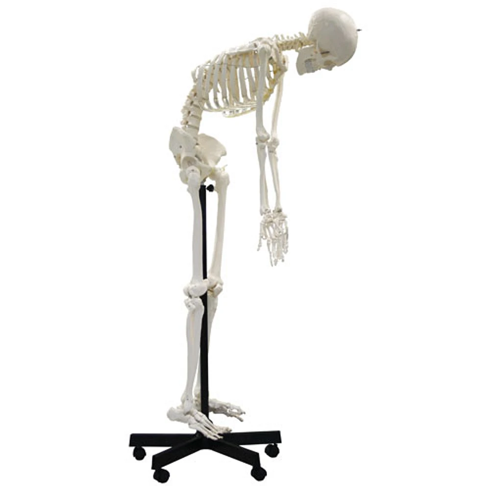 Walter Products Full-Size Human Skeleton Model with Flexible Spine