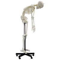 Walter Products Full-Size Human Skeleton Model with Flexible Spine