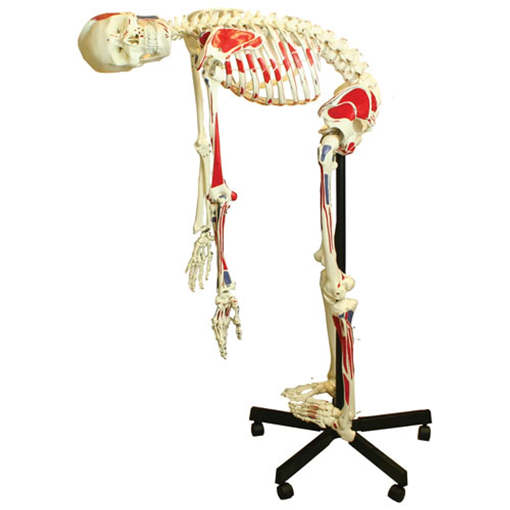 Walter Products Full-Size Human Skeleton Model with Flexible Spine & Muscles