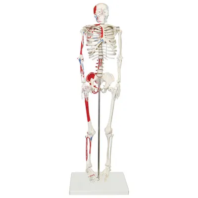 Walter Products Half-Size Human Skeleton Model with Muscles Labeled