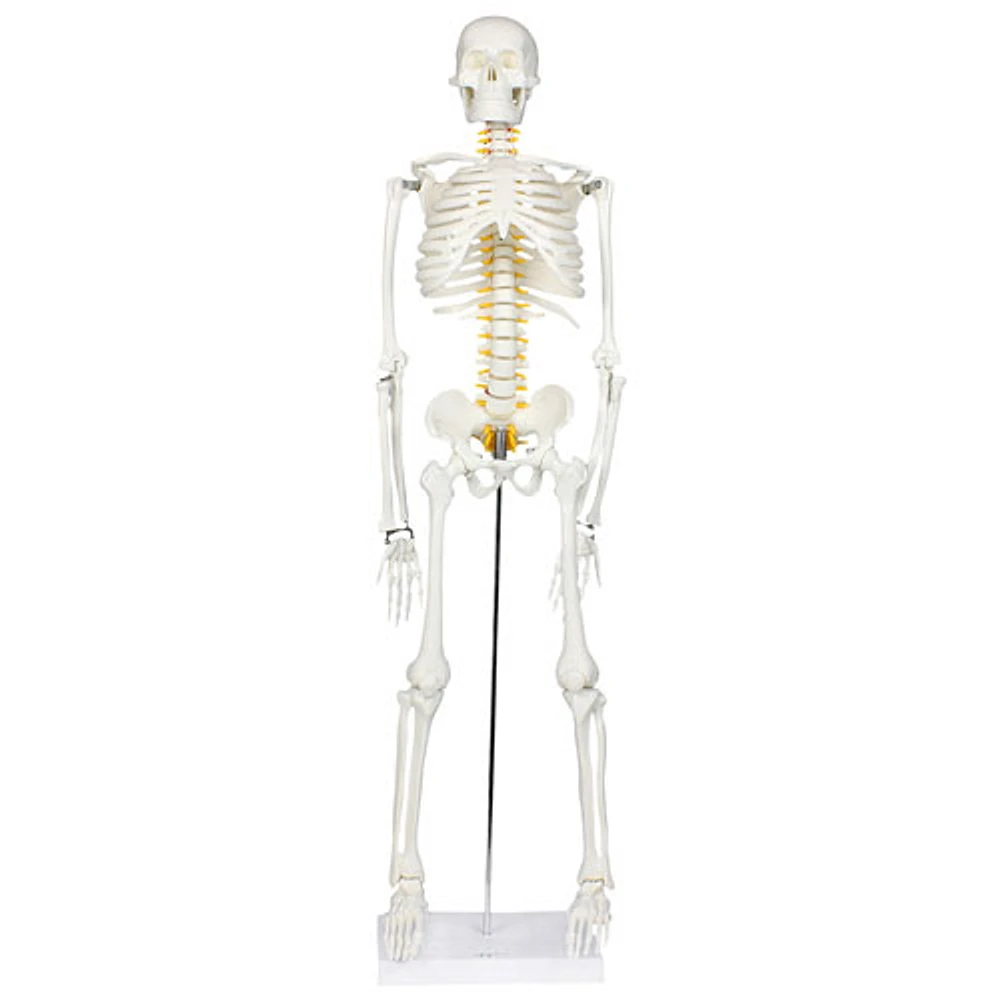 Walter Products Half-Size Human Skeleton Model with Nerves Labeled