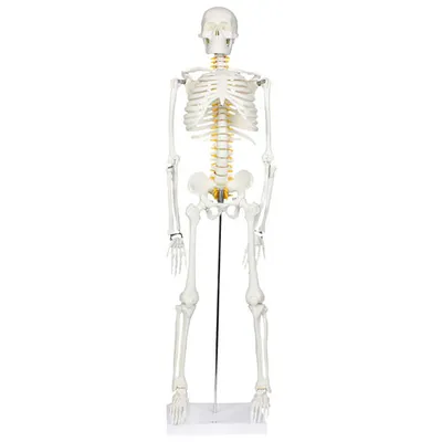 Walter Products Half-Size Human Skeleton Model with Nerves Labeled