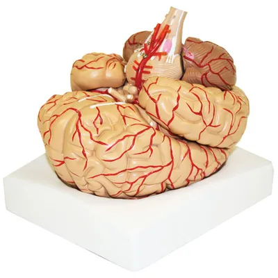 Walter Products 20 x 17 x 14cm Deluxe Brain Model with Arteries