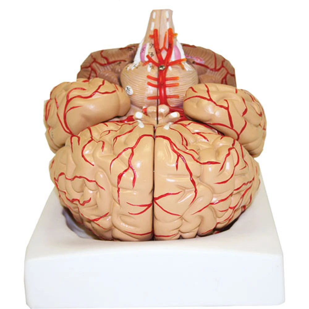 Walter Products 20 x 17 x 14cm Deluxe Brain Model with Arteries