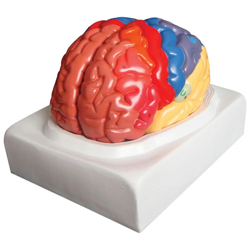 Modèle de cerveau humain de 19 x 17 x 18 cm de Walter Products