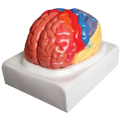 Walter Products 19 x 17 x 18cm Human Brain Model