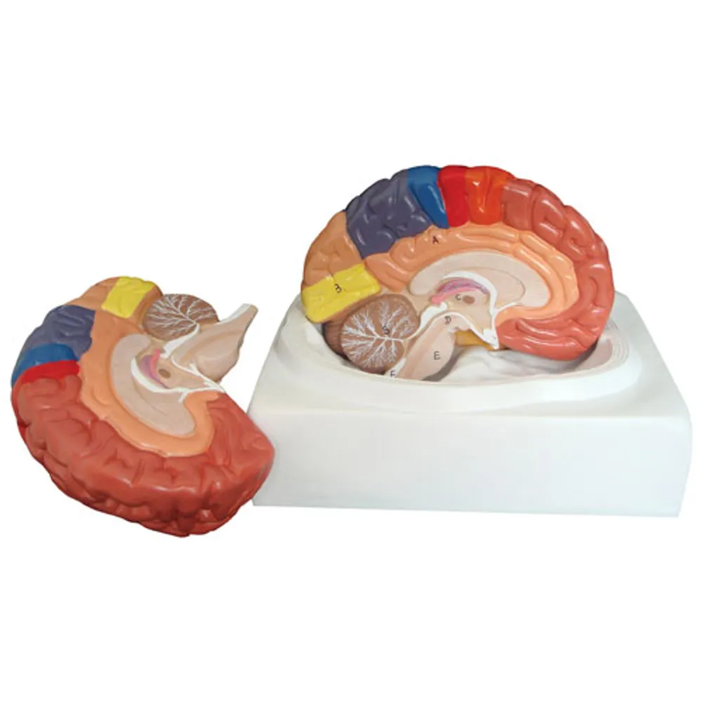 Walter Products 19 x 17 x 18cm Human Brain Model