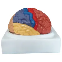 Modèle de cerveau humain de 19 x 17 x 18 cm de Walter Products