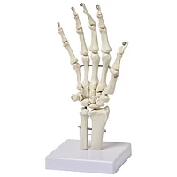 Walter Products Hand Skeleton Model