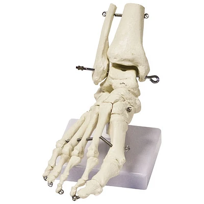 Walter Products Foot Skeleton Model