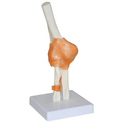 Walter Products Plastic Elbow Joint Model