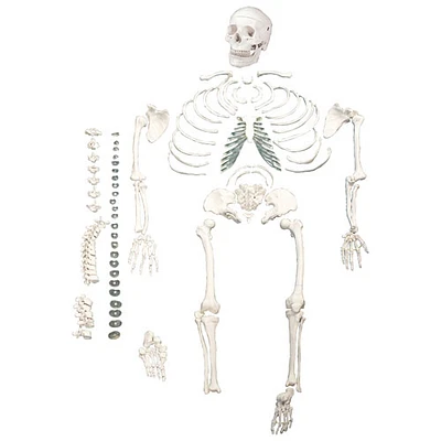 Walter Products Full-Size Disarticulated Human Skeleton Model