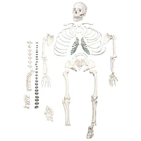 Walter Products Full-Size Disarticulated Human Skeleton Model