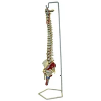 Walter Products Flexible Human Spinal Column Model with Stand