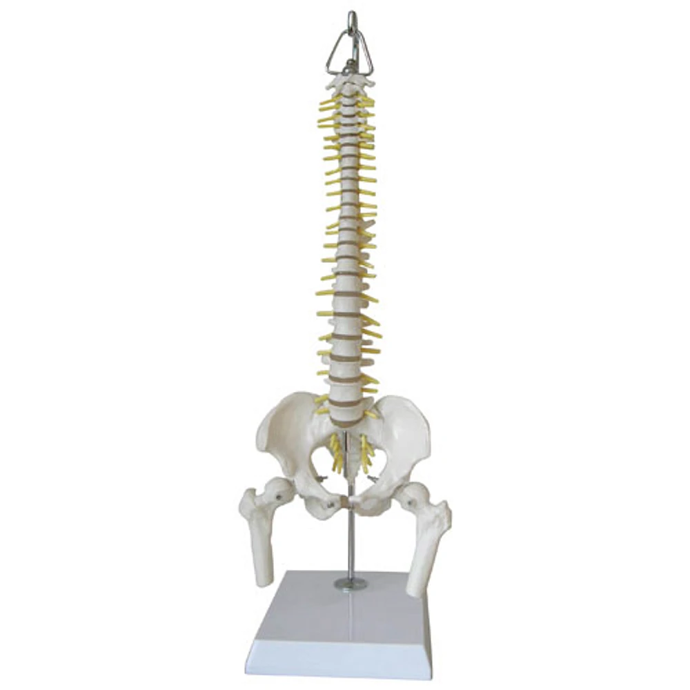 Walter Products Flexible Mini Human Spinal Column Model