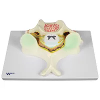 Walter Products 5th Cervical Vertebrae Model