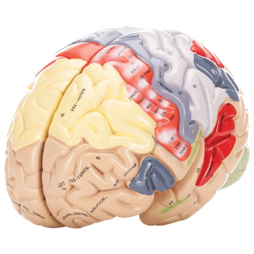 Walter Products Colour Coded Human Brain Model