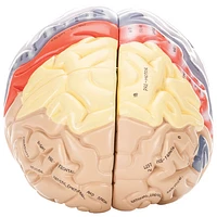 Walter Products Colour Coded Human Brain Model