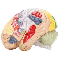 Walter Products Colour Coded Human Brain Model