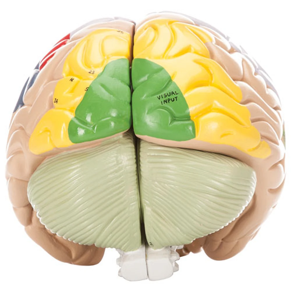 Modèle de cerveau humain avec code de couleur de Walter Products