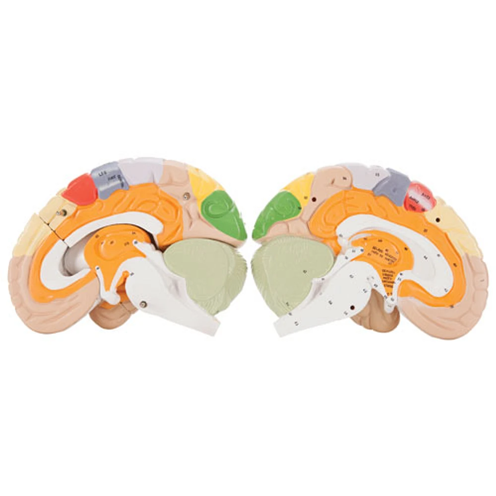 Modèle de cerveau humain avec code de couleur de Walter Products